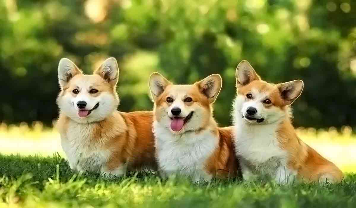 性能调优的云呼短信